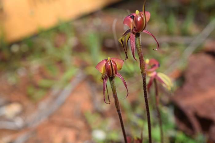 Caladenia roei - Orchid-ant-Sep-2018p0010.JPG